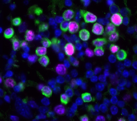 cells